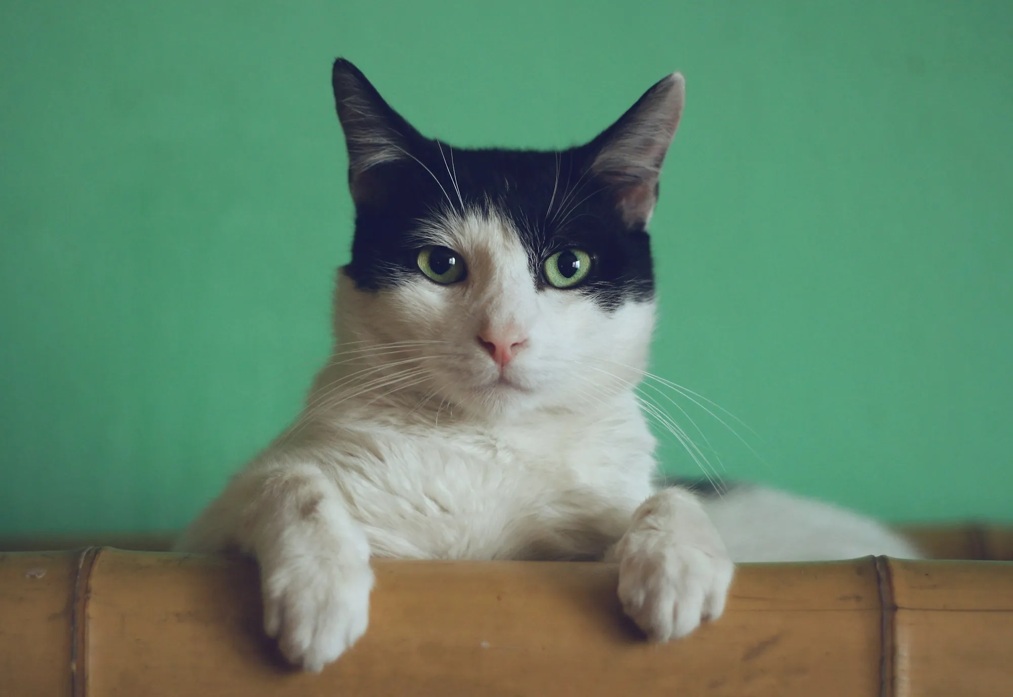 A close-up of a cat